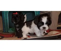 5 adorable Shihtzu puppies for sale - 7