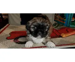 5 adorable Shihtzu puppies for sale - 8