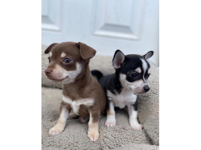 miniature chihuahuas for sale near me