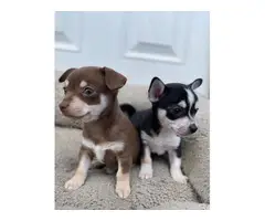3 Playful Chihuahuas