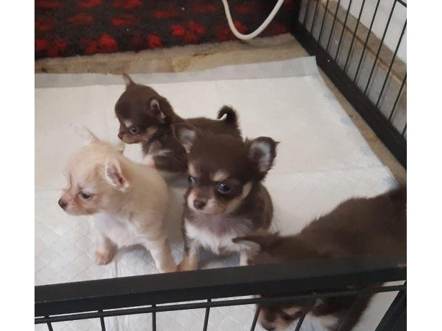 miniature chihuahuas for sale near me