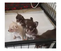 3 Playful Chihuahuas - 2