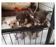 3 Playful Chihuahuas - 3