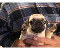 6 Fawn Pug Puppies For Sale