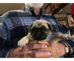 6 Fawn Pug Puppies For Sale - 2
