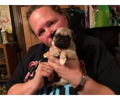 6 Fawn Pug Puppies For Sale - 3