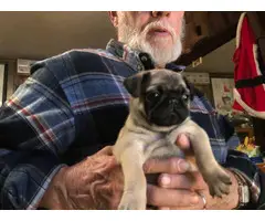 6 Fawn Pug Puppies For Sale - 4