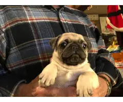 6 Fawn Pug Puppies For Sale - 5