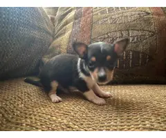 2 male 2 female Chihuahua puppies for adoption - 1