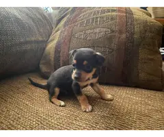 2 male 2 female Chihuahua puppies for adoption - 2