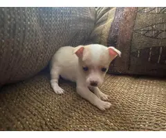 2 male 2 female Chihuahua puppies for adoption - 3