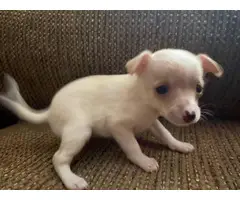 2 male 2 female Chihuahua puppies for adoption - 4