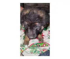 6 GSD puppies available - 3