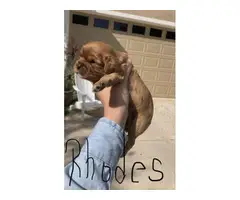 5 AKC registered Cavalier King Charles Spaniel puppies