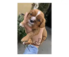 5 AKC registered Cavalier King Charles Spaniel puppies - 4