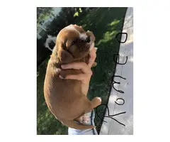 5 AKC registered Cavalier King Charles Spaniel puppies - 6