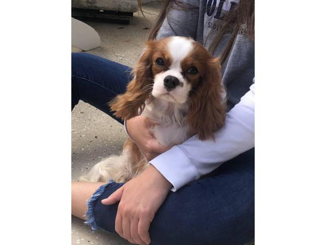 5 AKC registered Cavalier King Charles Spaniel puppies in