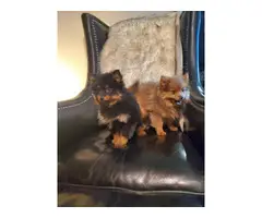 Pomeranian puppies 1 black and 1 brown - 2