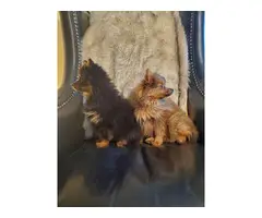 Pomeranian puppies 1 black and 1 brown - 4