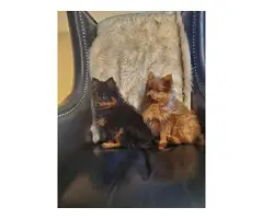 Pomeranian puppies 1 black and 1 brown - 6