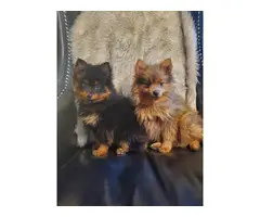 Pomeranian puppies 1 black and 1 brown - 11