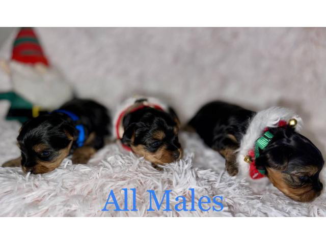 Litter of Yorkie puppies available in Austin, Texas ...