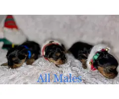 Litter of Yorkie puppies available