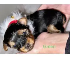 Litter of Yorkie puppies available - 2