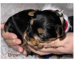 Litter of Yorkie puppies available - 3