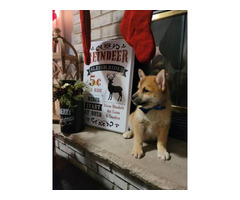 9 weeks old Pomsky puppies for sale in Chicago, Illinois ...