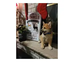9 weeks old Pomsky puppies for sale