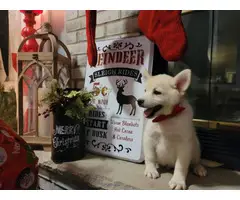 9 weeks old Pomsky puppies for sale - 3