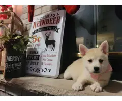 9 weeks old Pomsky puppies for sale - 4