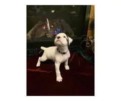 One male white boxer puppy left - 1