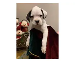 One male white boxer puppy left - 2