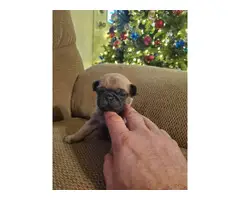 3 male pug puppies for sale