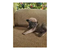 3 male pug puppies for sale - 3