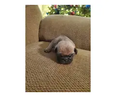 3 male pug puppies for sale - 4