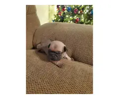 3 male pug puppies for sale - 5