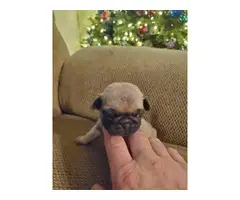 3 male pug puppies for sale - 6