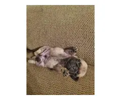 3 male pug puppies for sale - 7