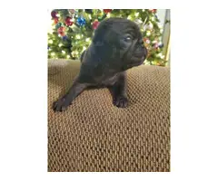 3 male pug puppies for sale - 11