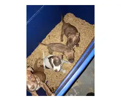 4 beautiful pit bull puppies for sale - 1