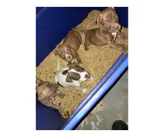 4 beautiful pit bull puppies for sale - 4