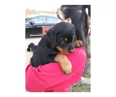 8 Purebred Rottweiler Puppies needing new homes - 2