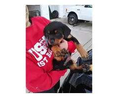 8 Purebred Rottweiler Puppies needing new homes - 4