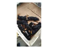 8 Purebred Rottweiler Puppies needing new homes - 7