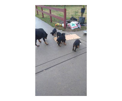 8 Purebred Rottweiler Puppies needing new homes