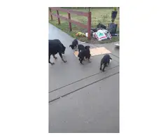 8 Purebred Rottweiler Puppies needing new homes - 10