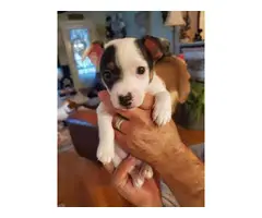 2 Jack Russell Terrier Pups for Christmas